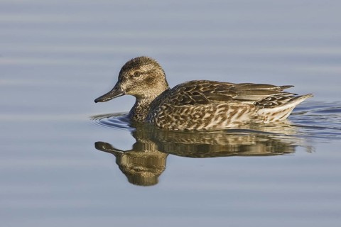 Green-winged Teal (Anas carolinensis) female, California, USA