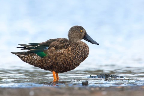 Australasian Shoveler (Spatula rhynchotis) male, Victoria, Australia