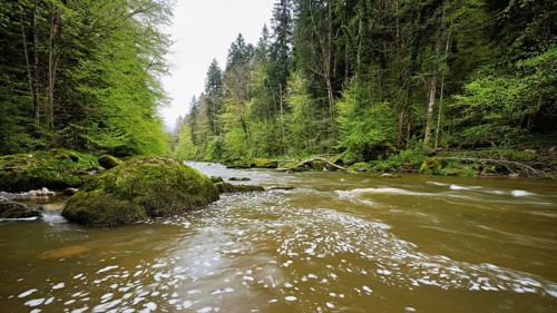 European beech trees shedding leaves, in the foreground moss-covered stones on the river Sihl,