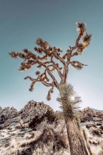 Joshua Tree National Park