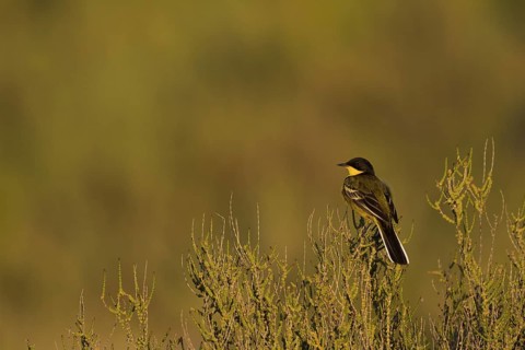 Western Yellow Wagtail (Motacilla flava feldegg), Cyprus