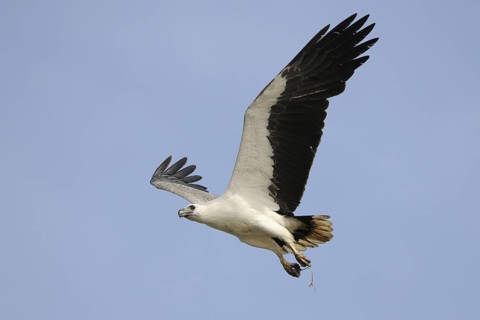 White-bellied Sea Eagle (Haliaeetus leucogaster) flying, Sri Lanka