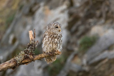 One tawny owl or brown owl (Strix aluco) sitting on a dead tree
