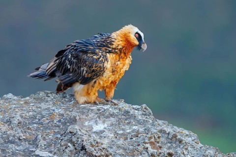 Bearded vulture, bearded vulture (Gypaetus barbatus), Gypaetus barbatus meridionalis, Giant's