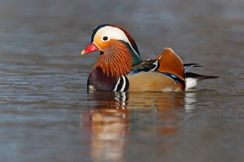 Mandarin Duck (Aix galericulata) male, Baden-Wuerttemberg, Germany