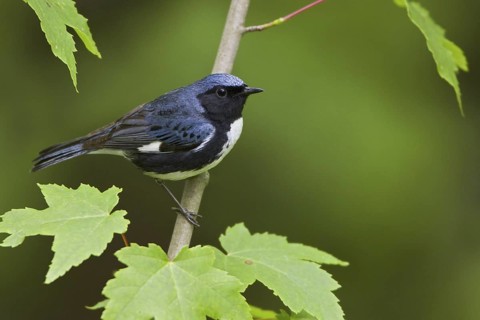 Black-throated Blue Warbler (Setophaga caerulescens) male, Ontario, Canada