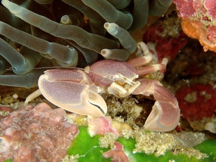 Spotted porcelain crayfish (Neopetrolisthes maculatus)