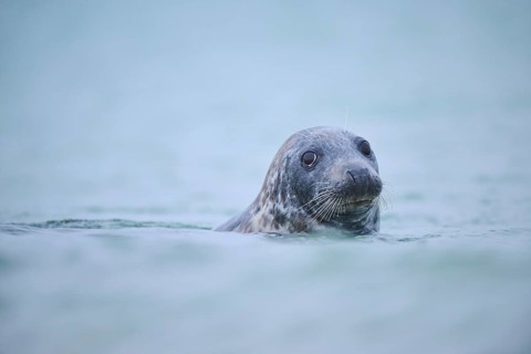 Grey seal (Halichoerus grypus) looking out of the water while swimming in the sea, Düne, Helgoland,