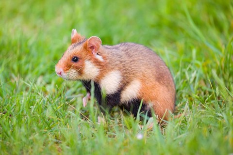A European hamster (Cricetus cricetus), Eurasian hamster, black-bellied hamster or common hamster,