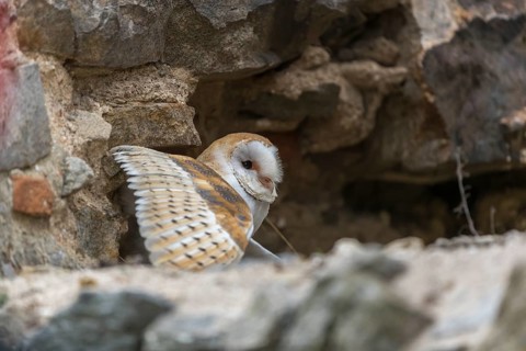 One barn owl (Tyto alba) sitting in a hole in a wall of a ruin of a monastery
