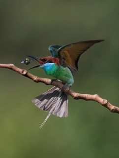 Blue-throated Bee-eater (Merops viridis) perched on a branch with bee prey, Malaysia
