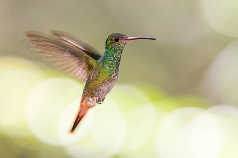 Rufous-tailed Hummingbird (Amazilia tzacatl) flying, Alambi, Ecuador
