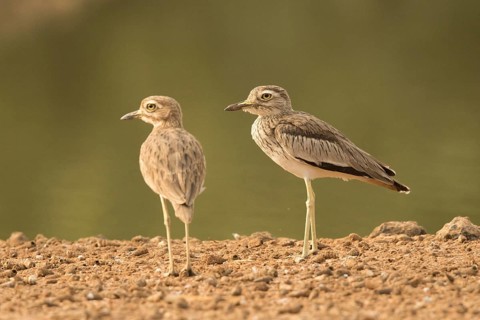 Senegal Thick-knee (Burhinus senegalensis), Gambia