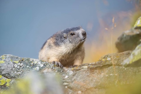 Alpine marmot (Marmota marmota) in autumn, Grossglockner, High Tauern National Park, Austria