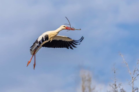 White stork (Ciconia ciconia), flying to the nest with nesting material in its beak, Affenberg,