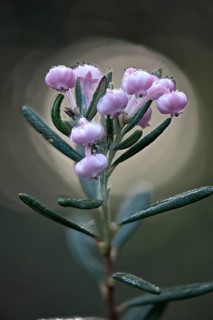 Rosemary heath (Andromeda polyfolia), Emsland, Lower Saxony, Germany