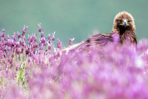 Golden Eagle (Aquila chrysaetos) amongst flowers, Madrid, Spain