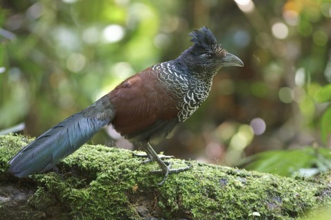 Banded Ground-Cuckoo (Neomorphus radiolosus) perched on a branch in Ecuador, South America