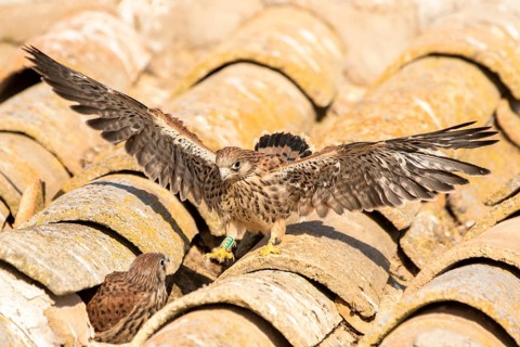 Lesser Kestrel (Falco naumanni) juveniles on a roof, Castile-La Mancha, Spain