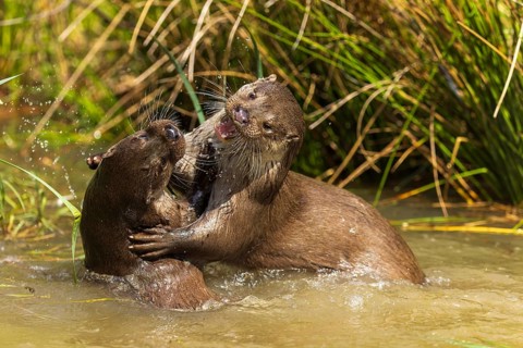 Two otters playfully fighting in the water near the reeds, European otter (Lutra lutra), Germany