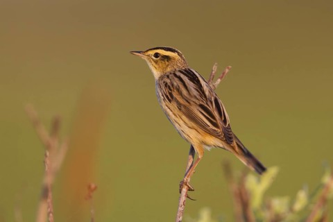 Aquatic Warbler (Acrocephalus paludicola), Poland