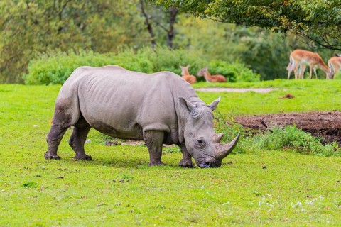 A white rhinoceros (Ceratotherium simum) stands grazing on a fresh green meadow