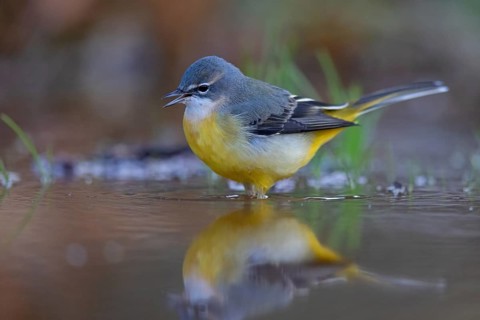 Grey wagtail (Motacilla cinerea), Bergeronnette des ruisseaux, Lavandera Cascadeña, mountain