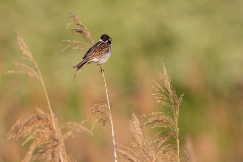 Common Reed Bunting (Emberiza schoeniclus) male singing in reedbed, Poland