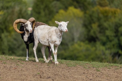 One male snow sheep (Ovis nivicola), or Siberian bighorn sheep checks the readiness of a goat to