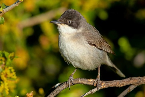 Nightingale Warbler, eastern orphean warbler (Sylvia crassirostris), Orphean Warbler, Eastern