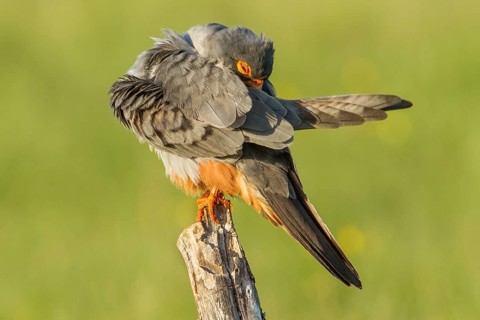 Red-Footed Falcon (Falco vespertinus), adult male preening on a branch, Galicia, Spain