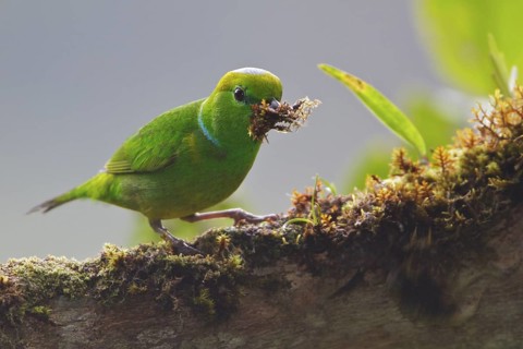 Golden-browed Clorophonia (Chlorophonia callophrys) perched on a branch in Costa Rica, Central