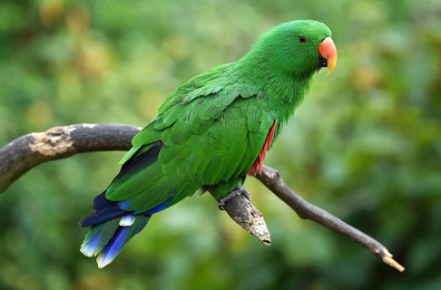 Noble parrot, (Eclectus) in Marlow Bird Park, Mecklenburg-Western Pomerania, Germany