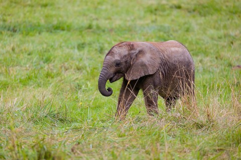 4 months old African baby elephant (Loxodonta africana) walks over a green meadow