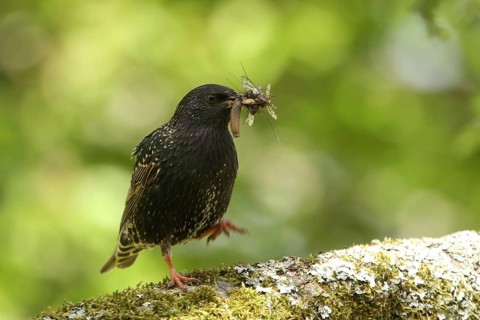 Common Starling (Sturnus vulgaris), with feed in beak, Lower Saxony, Germany