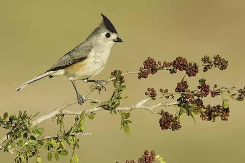 Black-crested Titmouse (Baeolophus atricristatus), Texas, USA