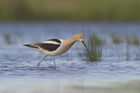 American Avocet (Recurvirostra americana), Alberta, Canada