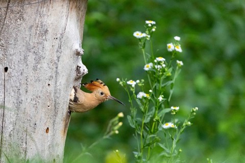 Hoopoe (Upupa epops) Hungary