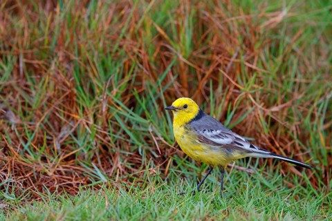 Citrine wagtail, (Motacilla citreola), foraging in a biotope, Middle East, Oman, songbird, family