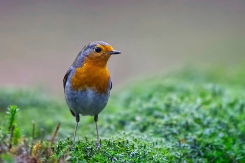 European Robin (Erithacus rubecula), Netherlands
