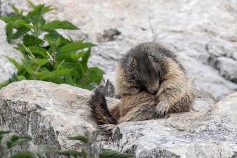 Marmot (Marmota marmota), Monte Baldo, Italy