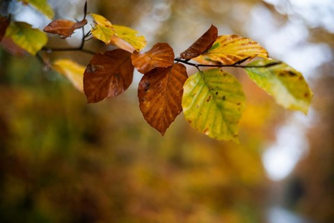 Yellow and brown wed autumn leaves in Poland