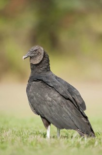 Black Vulture (Coragyps atratus), Texas, USA