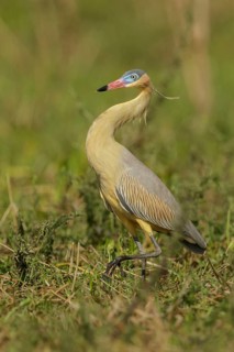 Whistling Heron (Syrigma sibilatrix) feeding in a wetland area in the Pantanal region of Brazil