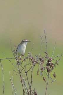 Reed Warbler (Acrocephalus schoenobaenus) sitting in a shrub, Wildlife, Lembruch, Ochsen Moor,