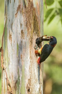 Collared Aracari (Pteroglossus torquatus) perched on a branch in Costa Rica