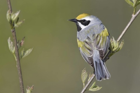 Golden-winged Warbler (Vermivora chrysoptera), Ontario, Canada