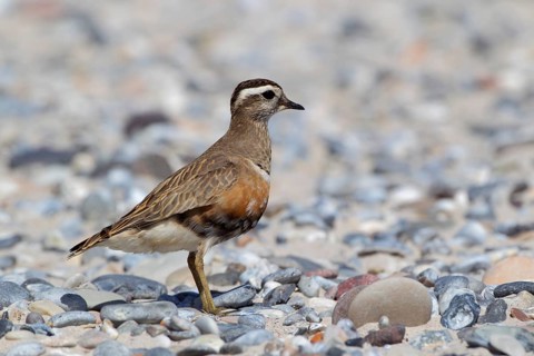 Mornellregenpfeifer, lat. Charadrius morinellus, steht auf dem Kiesstrand im Nordosten der