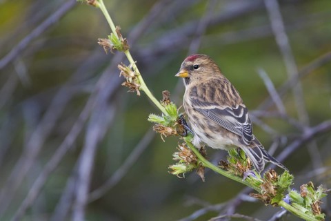 Lesser Redpoll - Alpen-Birkenzeisig - Carduelis cabarett, Germany