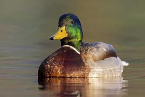 Mallard, (Anas platyrhynchos), male, drake, animals, birds, duck birds, Rosensteinpark, Stuttgart,